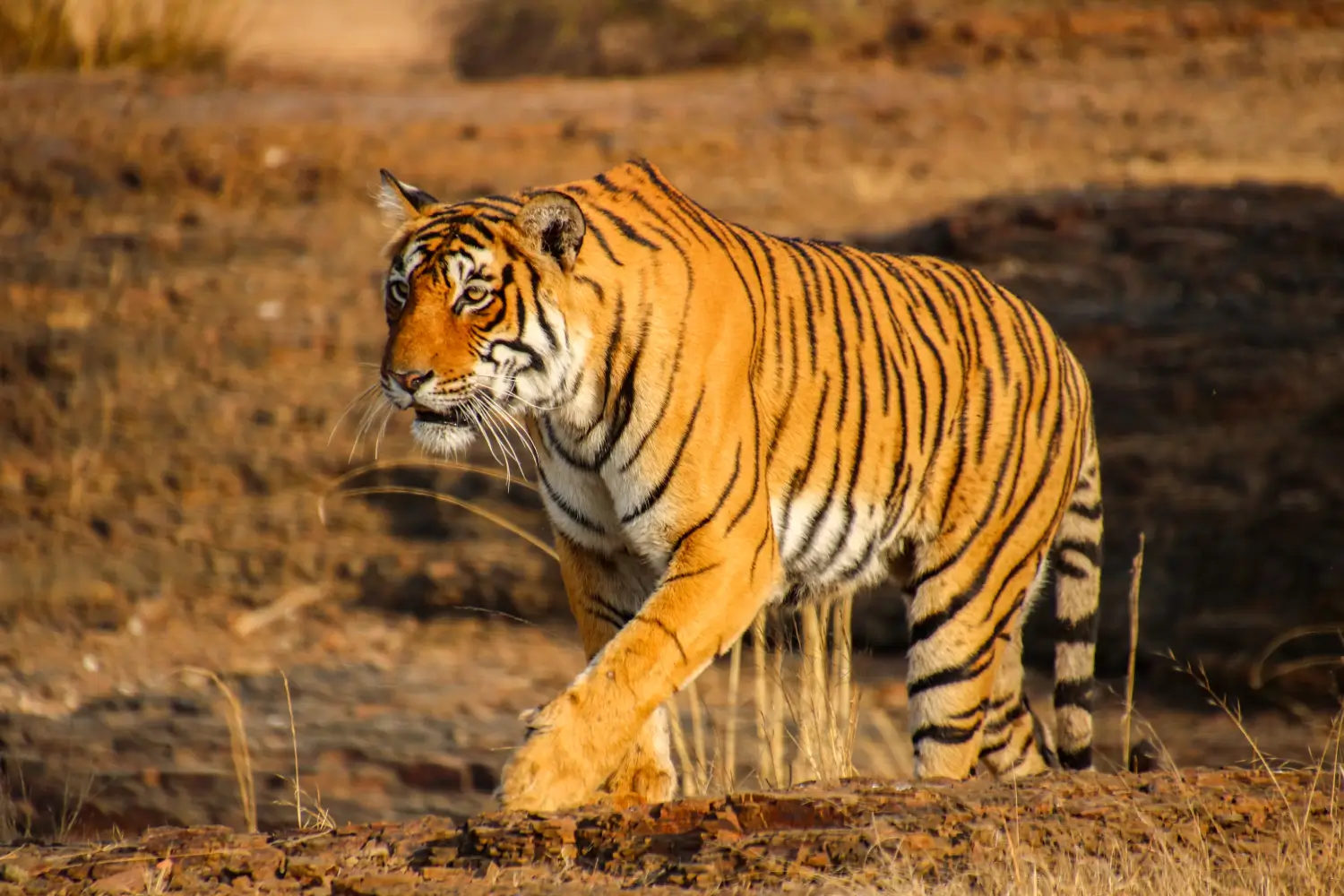Delhi, Agra, Ranthambhore, Jaipur
